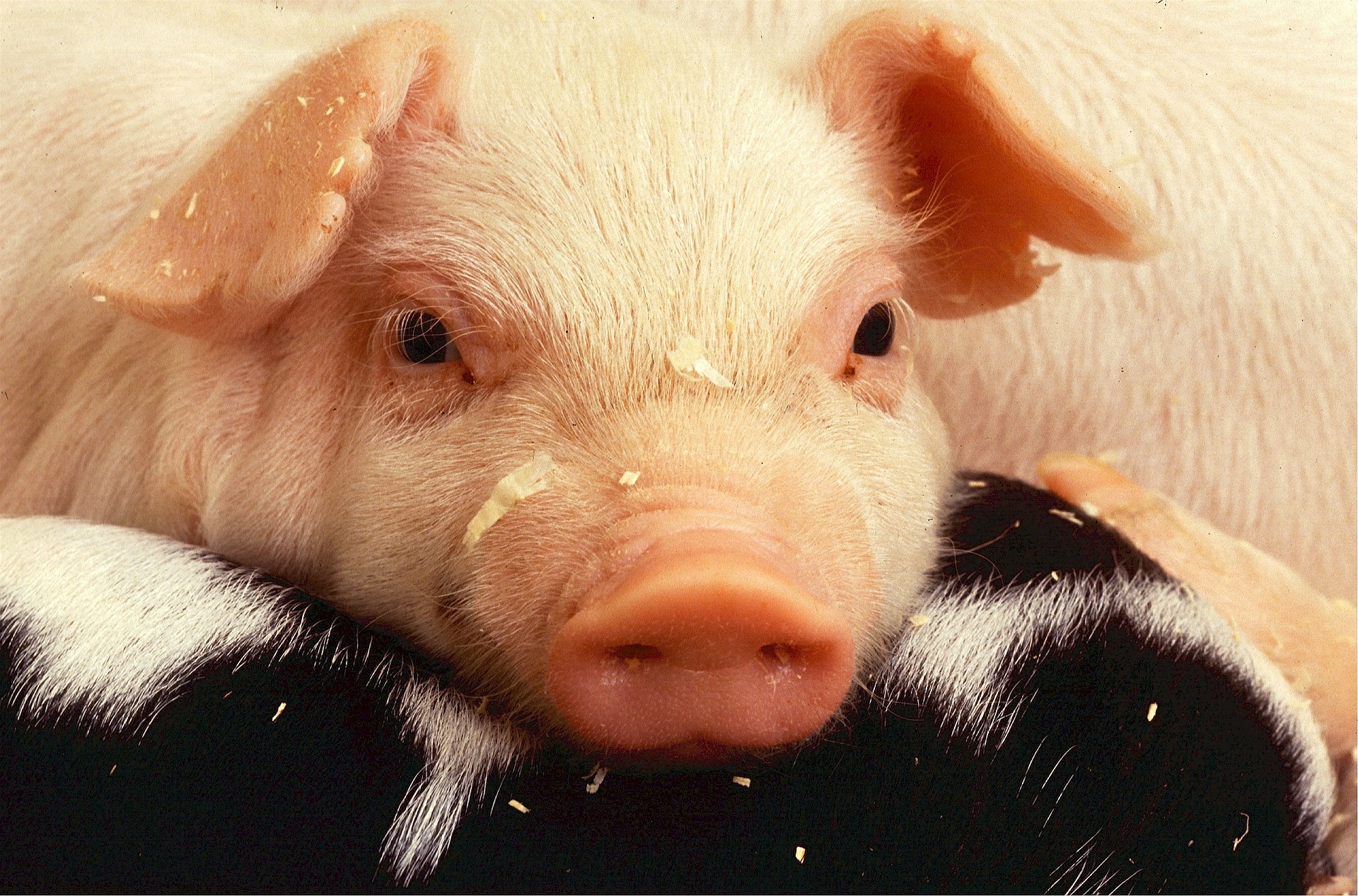 ДУМКА: Собівартість виробництва свинини в Україні одна з найвищих у світі